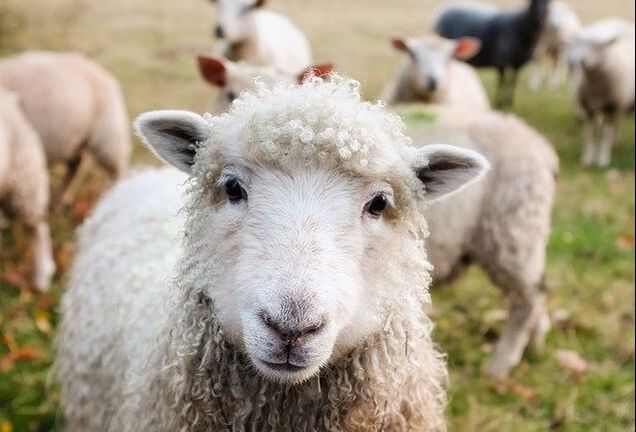 Sheep - Help You Feel Better